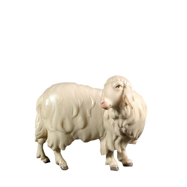 Schaf Rückwerts schauend