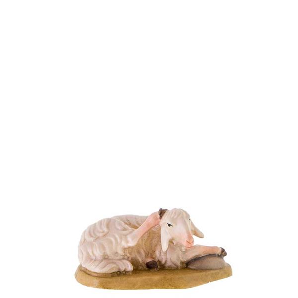 Liegendes Schaf kratzend Liegendes Schaf kratzend