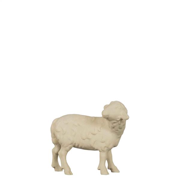 Schaf stehend zurückschauend
