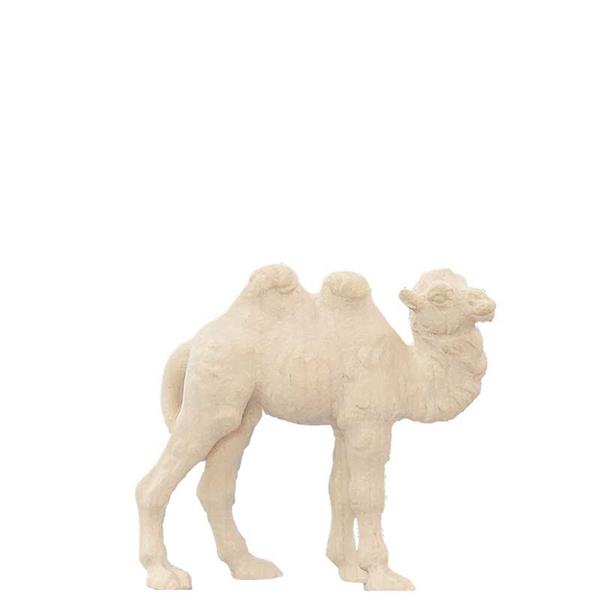 Junges Kamel Junges Kamel