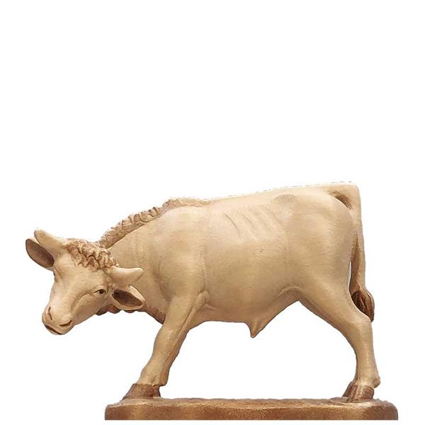 Ochs stehend Ochs stehend