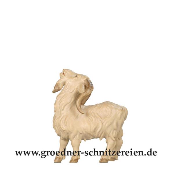 Ziegenbock Ziegenbock