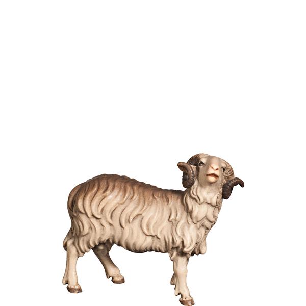 Widder schauend Widder schauend