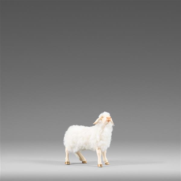 Schaf stehend mit Wolle weiß