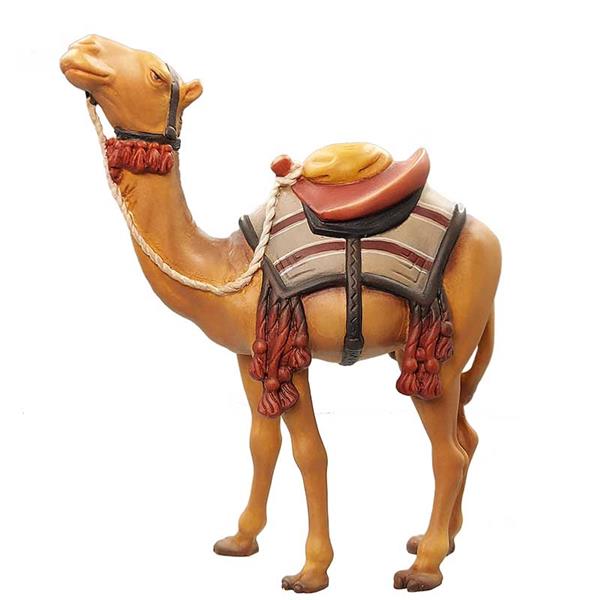 Kamel stehend Kamel stehend