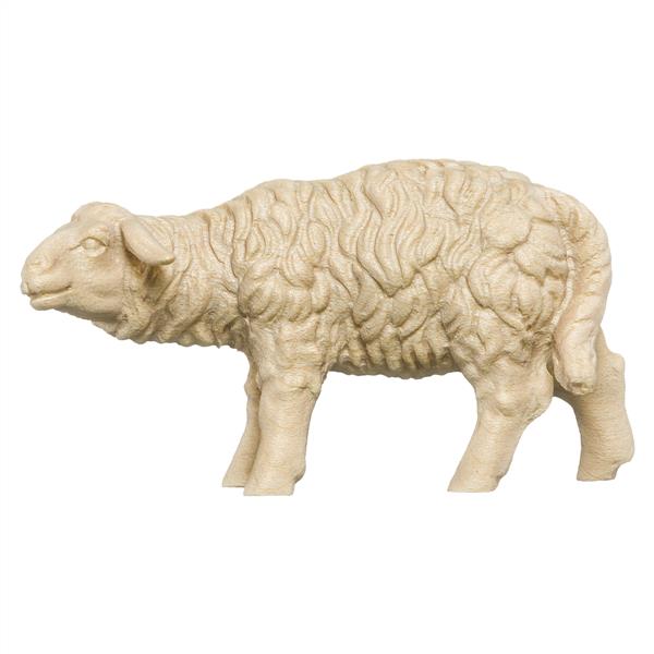 Schaf schauend Schaf schauend