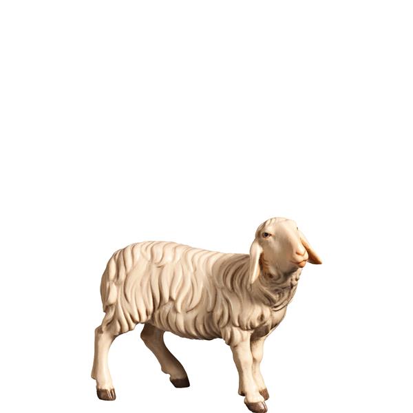 Schaf rechtsschauend Schaf rechtsschauend