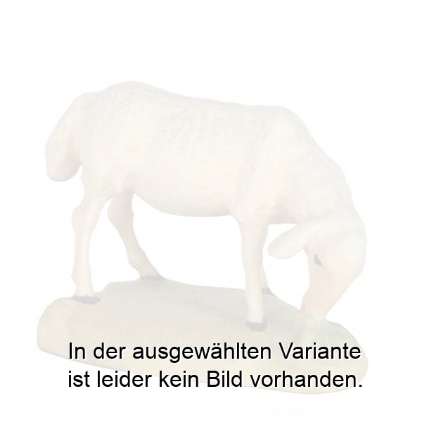 Schaf grasend Schaf grasend