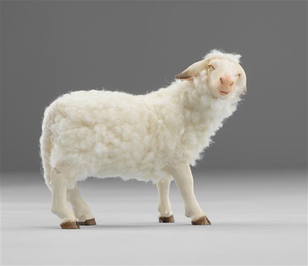 Schaf zurückschauend mit Wolle