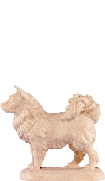 Spitzhund Spitzhund