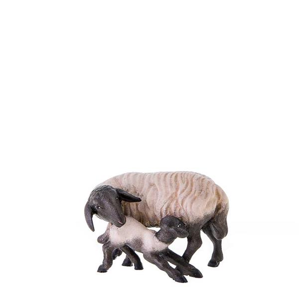 Schwarkopfschaf mit Lamm Schwarkopfschaf mit Lamm